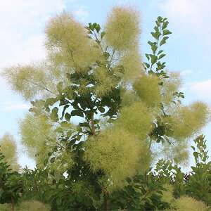 Ԗ ؂̕c/X[Nc[FVgVV3|bg