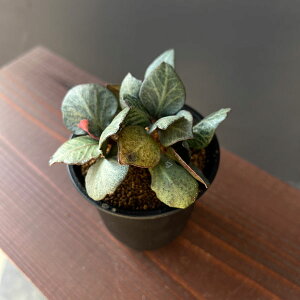 ϗtA/[tHrAFtRCV[ 3A25-17