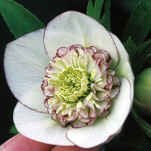 NX}X[YFsReB[Z~_u3|bg