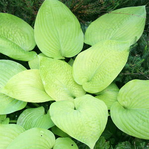 Ԃ̕c/M{EVizX^jFVeBCc4|bg