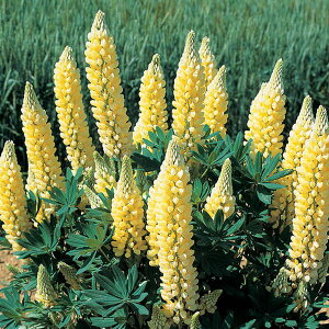 Ԃ̕c/hsiXFM[ CG[3.5|bg