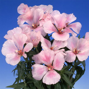 Ԃ̕c/Sf`FW[ sN3.5|bg