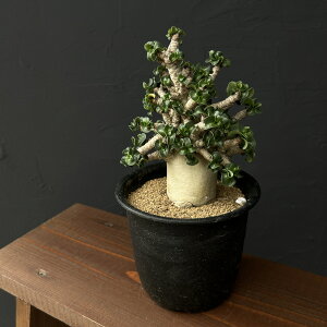 ϗtA/AfjEFArJt 4.5A 25-03