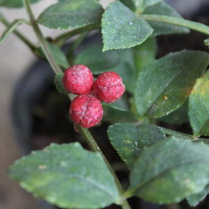 Ԗ ؂̕c/ؖkRiJzNTVEj}ؕc5|bg