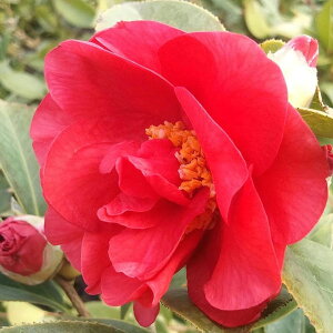 Ԗ ؂̕c/ցicoLjF 4|bg