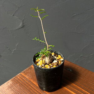 ϗtA/IyNJAFfJ[ ij 2.5A25-03