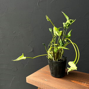 ϗtA/[UEt@[ZNg]VSjEFVNn[gAB@3|bg