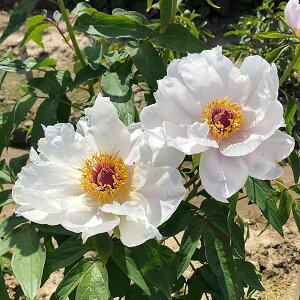 n[u̕c/퉲OiڂjFpO PO4|bg