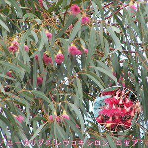 Ԗ ؂̕c/[JFERLV [A 4|bg