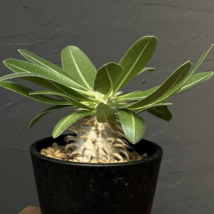 ϗtA/pL|fBEFGulE@3.5A