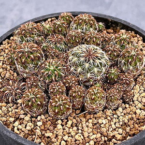 ϗtA/XRu`AFNQGώzt}j[iKP049j3A*