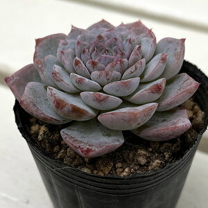 ϗtA/GPxAFOCXTvCY@2|bg