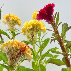 Ԃ̕c/ZVAiPCgEjFRi3|bg