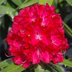 Ԗ ؂̕c/mVNiQFo[jOu3.5|bg