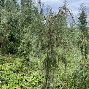 Ԗ ؂̕c/}cijFV_J}c80cm