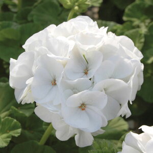 Ԃ̕c/[jEFzCY zCg3.5|bg