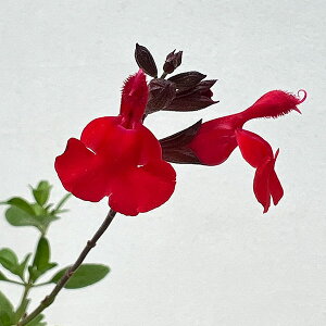 Ԃ̕c/`F[Z[WFt[3.5|bg