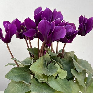 Ԃ̕c/VNFij3|bgikCY[j