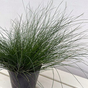 Ԃ̕c/JbNX :_@A[i5|bg