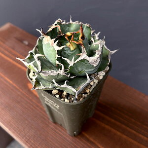 ϗtA/AKxF`^m^@~@3A25-03