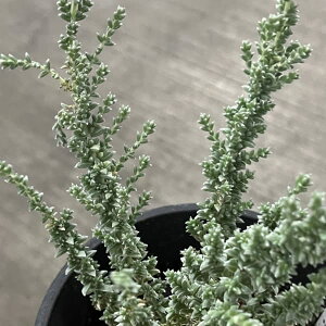 Ԗ ؂̕c/CAiFu[ubV4A