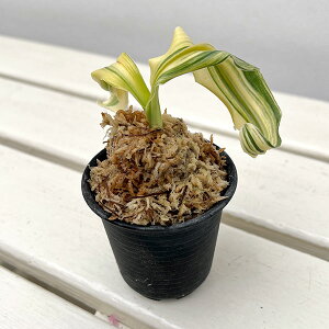 ϗtA/IgiNjF̕i񂶂̂܂j@2yi̔259656z