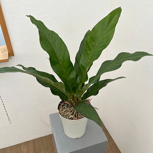 �ϗt�A��/�A���X���E���F�W�����O���L���O 5���|�b�g