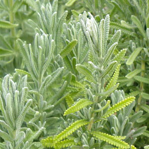 n[u̕c/x_[Ff^[^ sAn[j[3|bg