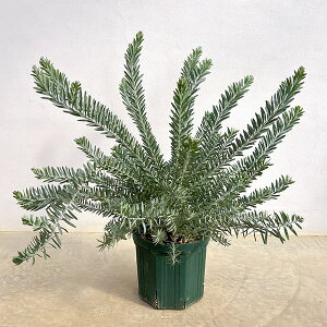 Ԗ ؂̕c/AJVAFu[ubV7A