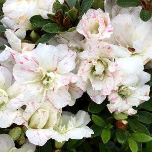 Ԗ ؂̕c/TcLccWFɐHсiɂj5|bg5Zbg