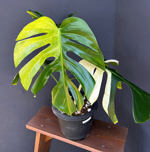 ϗtA/XeF{VMA[i ~g 6A