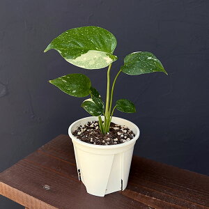 ϗtA/XeF^CRXe[V RpN^ 3|bg