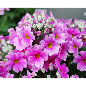 vEtWUNixmjFoCJ[u[i݂sNj5Aiփu[j