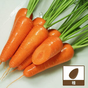 [](ƖpE󒍐Yi)jWFЂƂ(R)5@ybg1[؃^l]*iRj