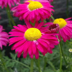 Ԃ̕c/W`EMNiejFbh3|bg