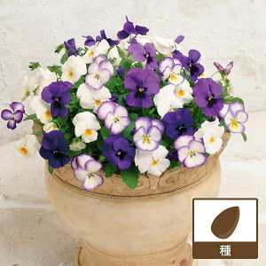 pW[FFX~uI[Vv 2Zbg[ԃ^l@tEH܂]