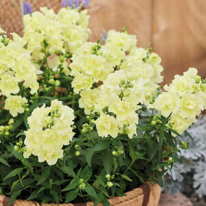 Ԃ̕c/LM\EidjFgDCj[3-3.5|bg