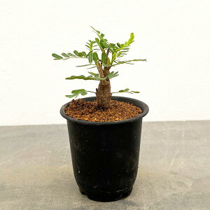 ϗtA/ZiFfBIiXij 2.5A