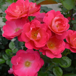 o̕c/lG璆փoFsN@ubN@nEX6A