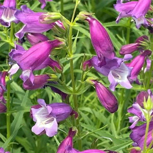 ���Ԃ̕c/[�I���Z�[��]�y���X�e�����F�T���o�[�X�g�A���W�X�g3.5���|�b�g