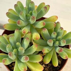 ϗtA/Z_FSiƂ߂j2.5|bg**