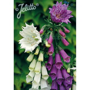 Ԃ̕c/WM^XFXg[T@ԐFv炢3|bg