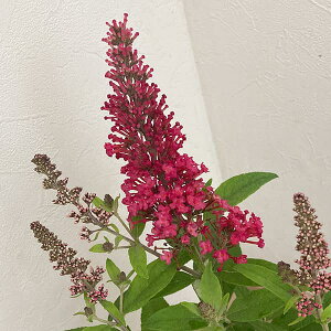 Ԗ ؂̕c/ubhAFo^tCLfB[ gr[5|bg