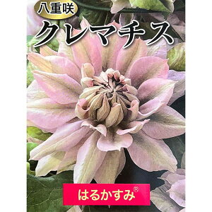 N}`X̕c/N}`XF͂邩݁iRj4O|bg