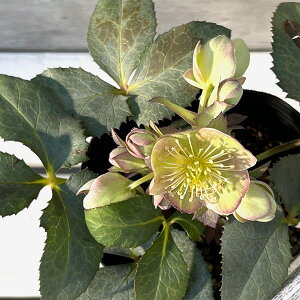 ]c|̃NX}X[YinjFXej[ OCbVVo[4|bg