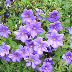 N}`X̕c/N}`XFZ4O|bgiWbN}j[n)