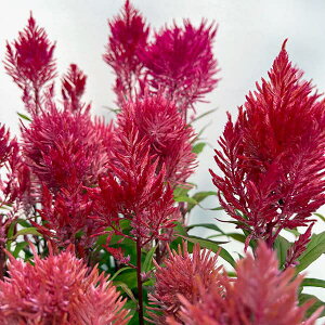 Ԃ̕c/ZVAiPCgEjF̏H@bhn3.5|bgg