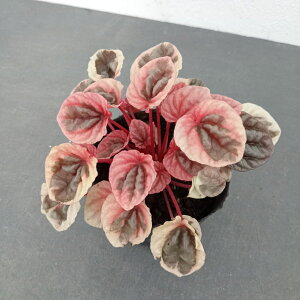 �ϗt�A��/�؂؃��~�A �F�X�g���x���[�N�H�[�c 3���|�b�g