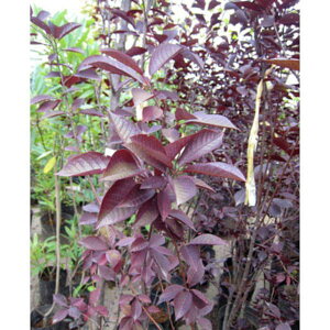 Ԗ ؂̕c/xjoXiviXjF@[WjAi xC[YZNg5|bg