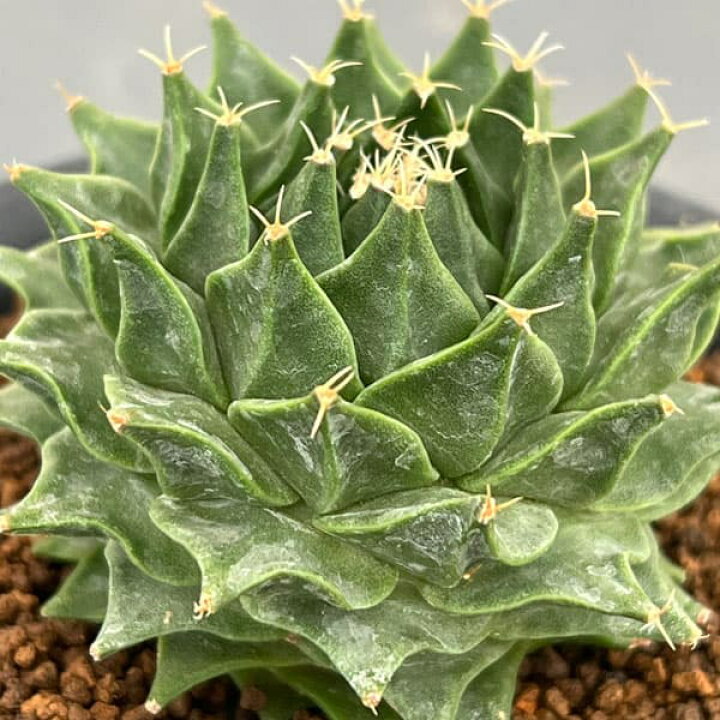 楽天市場】観葉植物/サボテン：オブレゴニア デネグリイ（帝冠）実生株 
